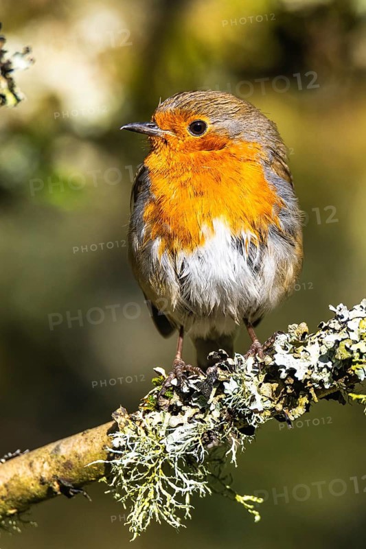 European Robin, Erithacus rubecula, bird in forest