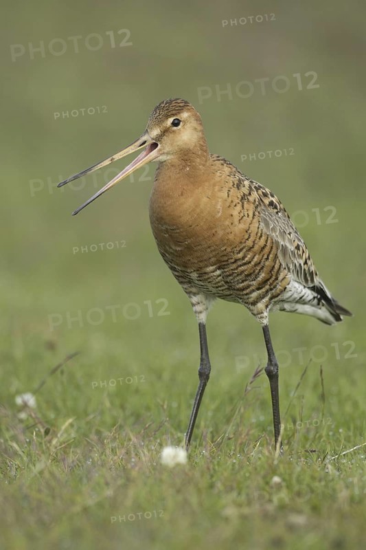 Black-tailed Godwit (Limosa limosa) calling, Iceland