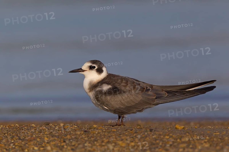 Black Tern (Chlidonias niger), Ohio, USA