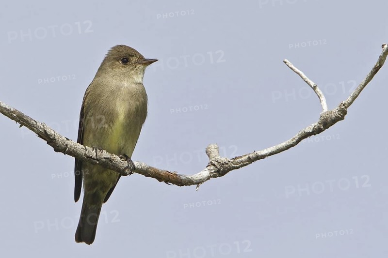 Western Wood Pewee (Contopus sordidulus), British Columbia, Canada