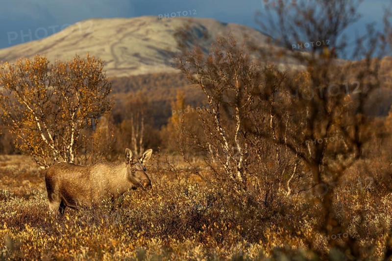 A strong wind is blowing across the marshland, easily recognisable by the wisp of bast floating horizontally above the eye of the bull moose (Alces alces), moose rut, rutting season, autumn, Ruska, September, Norway