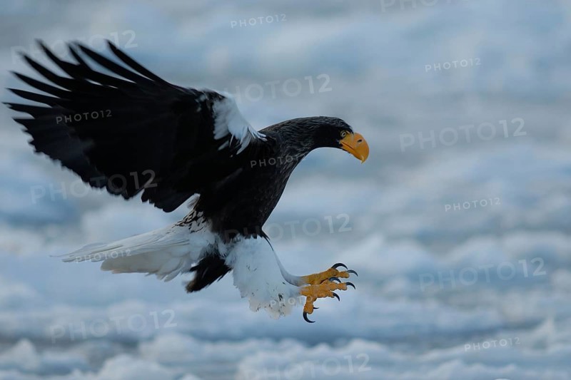 Steller's Sea Eagle (Haliaeetus pelagicus) flying, Hokkaido, Japan