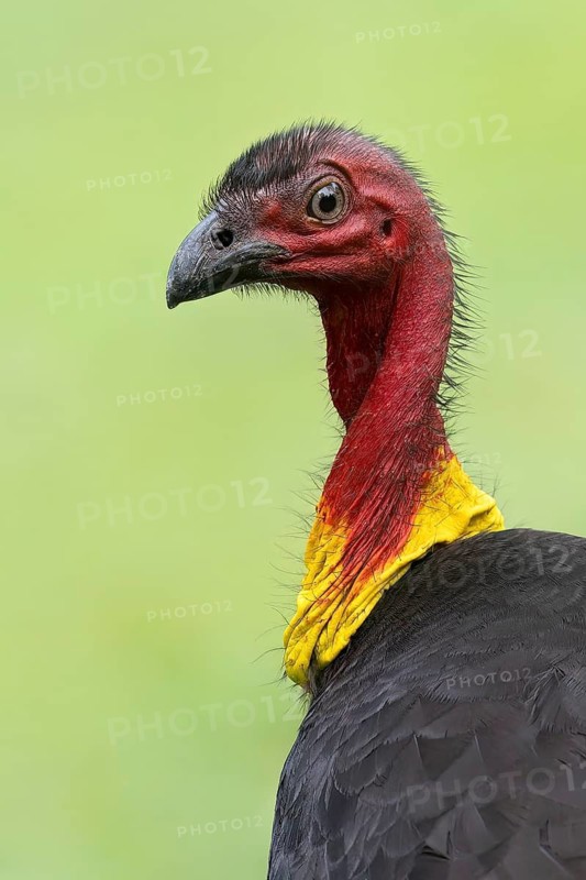 Australian Brushturkey (Alectura lathami) perched on the ground in eastern Australia
