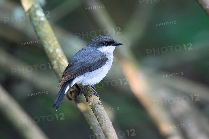 Mangrove Robin (Peneoenanthe pulverulenta leucura), Queensland, Australia