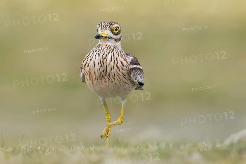 Eurasian Stone-curlew (Burhinus oedicnemus) in field, Dalmatia, Croatia