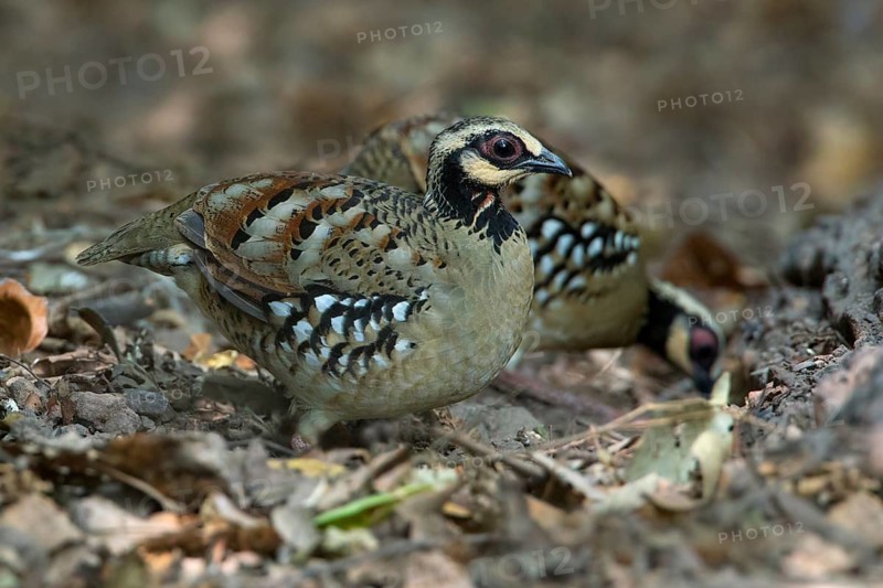 Bar-backed Partridge (Arborophila brunneopectus), Kaeng Krachan, Thailand