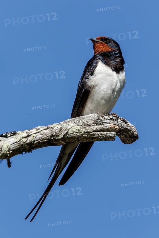 Barn Swallow (Hirundo rustica), perched on a branch, Kainuu, Finland