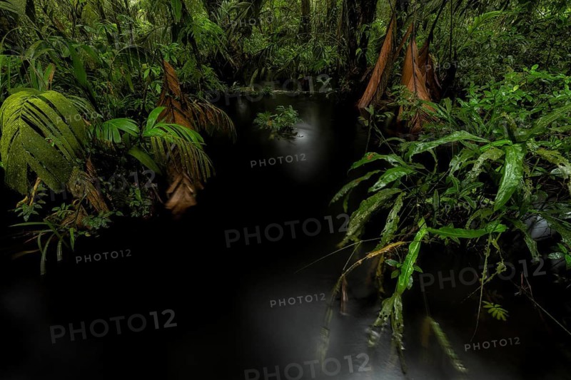 The black water that results from rainforest leaves loaded with tannins is stunning, as is the lush rainforest that grows right to the edge of the water in the canals of Costa Rica's Tortuguero National Park. When there are heavy rains, the forest floor is flooded throughout the park, and I took this image on a rainy day in the forest. The black water and the lush vegetation give the environment a primordial feel that I tried to capture in this image