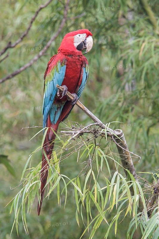 Red-and-green Macaw (Ara chloroptera) perched on a branch in Manu National Park, Peru