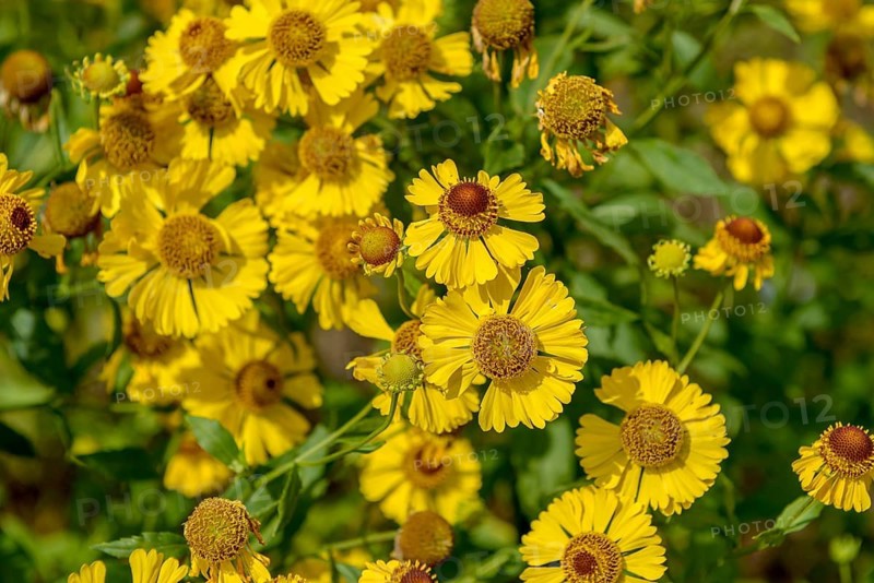 Sunflower (Helenium 'Gartensonne'),  Germany