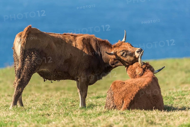 Two brown cows enjoy a serene moment on a grassy field by the sea. One cow stands while the other rests, creating a picturesque scene of rural tranquility