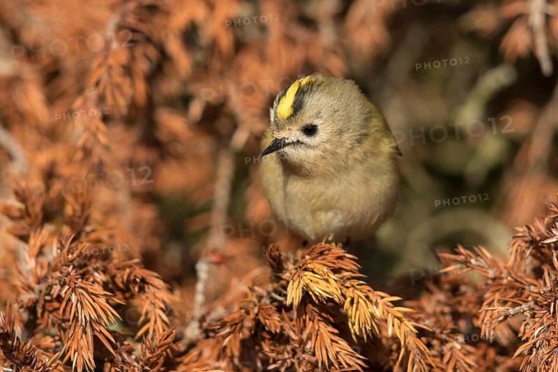 Goldcrest (Regulus regulus) perched on a branch, Oland, Sweden