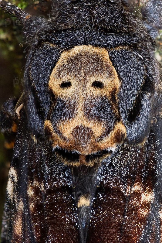 Deaths-head Hawk Moth - Totenkopfschwärmer - Acherontia atropos, Germany, imago