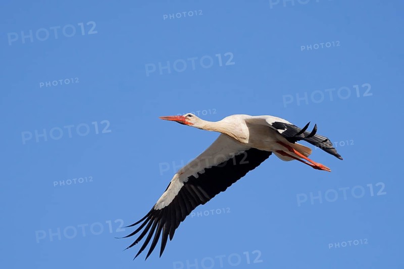 White stork (Ciconia ciconia), flying, Algarve, Portugal