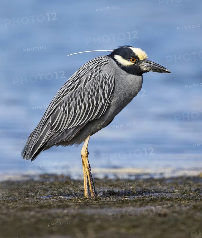 Yellow-crowned Night Heron (Nyctanassa violacea), Florida, USA