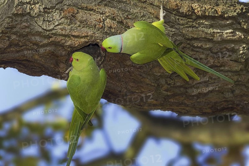 Rose-ringed Parakeet (Psittacula krameri) mating, Atlantic rainforest, Brazil