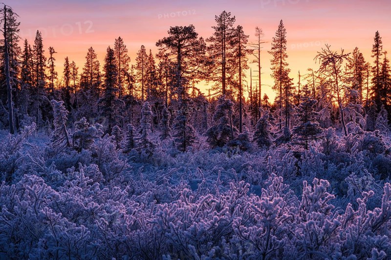 Thick frosted bushes and trees at dusk, Norrbotten, Lapland, Sweden, November 2022