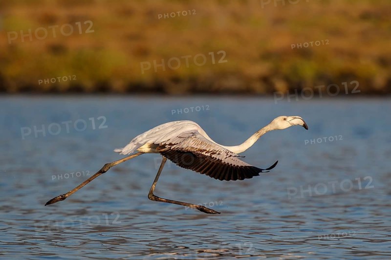 Greater Flamingo (Phoenicopterus roseus) juvenile taking flight, Lesvos, Greece