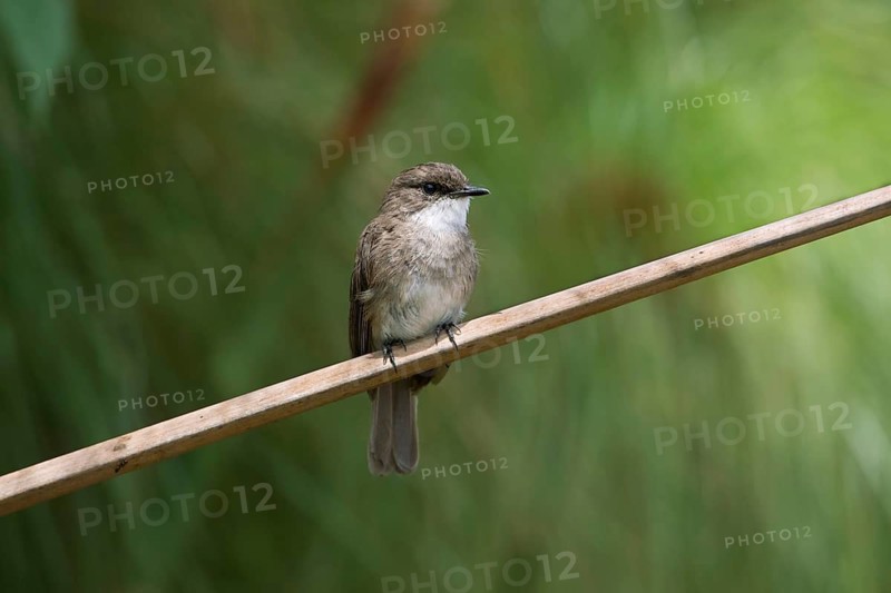 Swamp Flycatcher (Muscicapa aquatica), Uganda