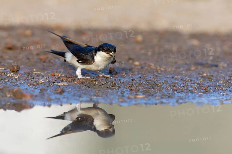 House martin, (Delichon urbica), animals, birds, swallows, seeks nesting material, mud, clay, grasses, twigs, Muselievo, Muselievo, Pleven, Bulgaria