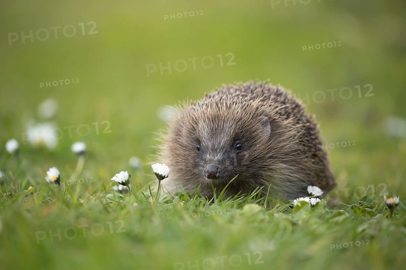 European hedgehog (Erinaceus europaeus) adult animal on a garden grass lawn with daisy flowers in the spring, England, United Kingdom