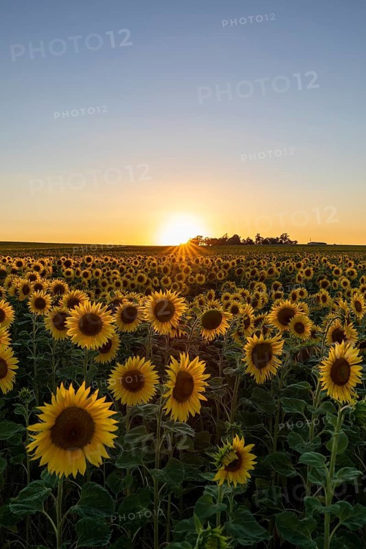 Field with sunflowers (Helianthus annuus) in bloom at sunset, near Priestewitz, Saxony, Germany