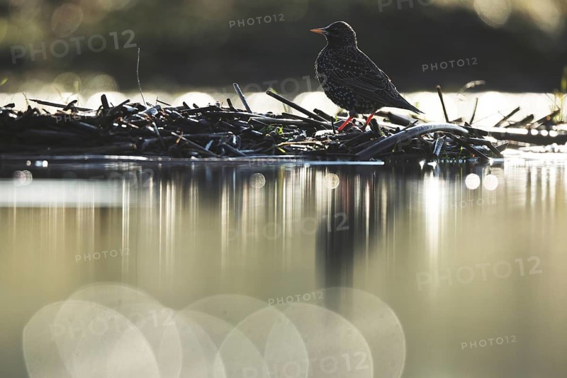 A common starling perches on a branch in the serene setting of Puebla de BeleÃ±a, Spain. The bird silhouette contrasts with the blurred, reflective water below