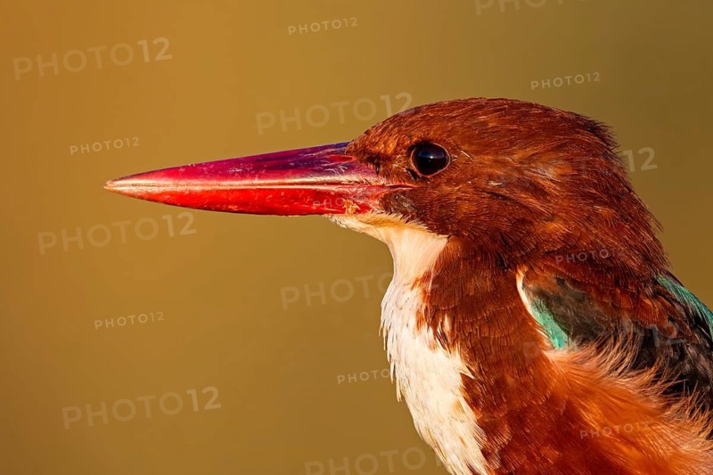 Brown kingfisher, (Halcyon smyrnensis), kingfisher, animals, birds, kingfisher family, Lahavot HaBashan Fish Ponds, Hula Valley, Northern District, Israel