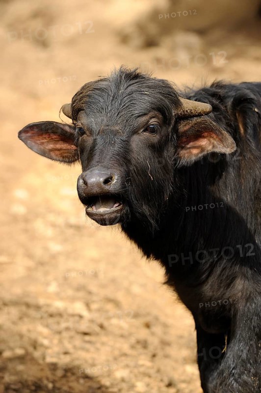 Young buffalo calf with small horns in the open, water buffalo (Bubalus arnee), Bavaria