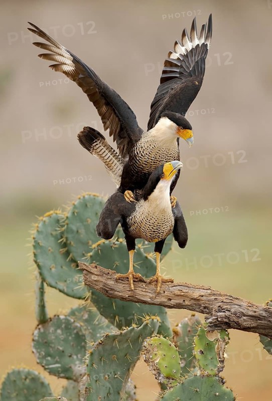 Northern Crested Caracara (Caracara cheriway) pair mating, Texas, USA