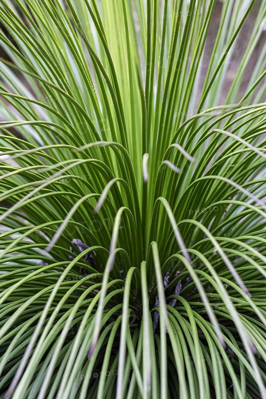 Close-up of a green plant with many thin leaves