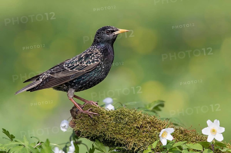 Common Starling (Sturnus vulgaris) perched on an old mossy tree trunk amongst flowers, Poland