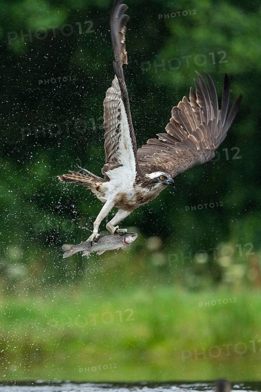 Western osprey (Pandion haliaetus) hunting with a trout, Aviemore, Scotland, Great Britain