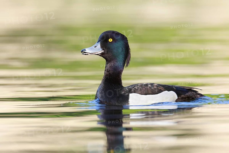 Tufted Duck (Aythya fuligula) male, Brandenburg, Germany