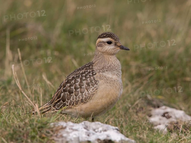 Eurasian Dotterel (Charadrius morinellus), Wales, United Kingdom