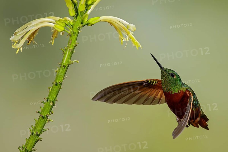 Chestnut-breasted Coronet (Boissonneaua matthewsii) flying while feeding at a flower in the South of Ecuador