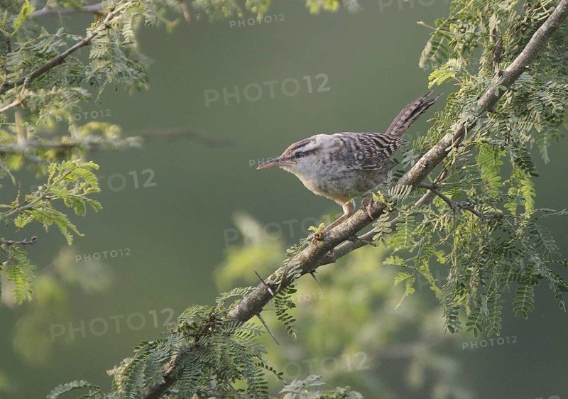 Fasciated Wren (Campylorhynchus fasciatus), Manabi, Ecuador