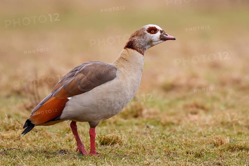 Egyptian Goose (Alopochen aegyptiaca), North Rhine-Westphalia, Germany