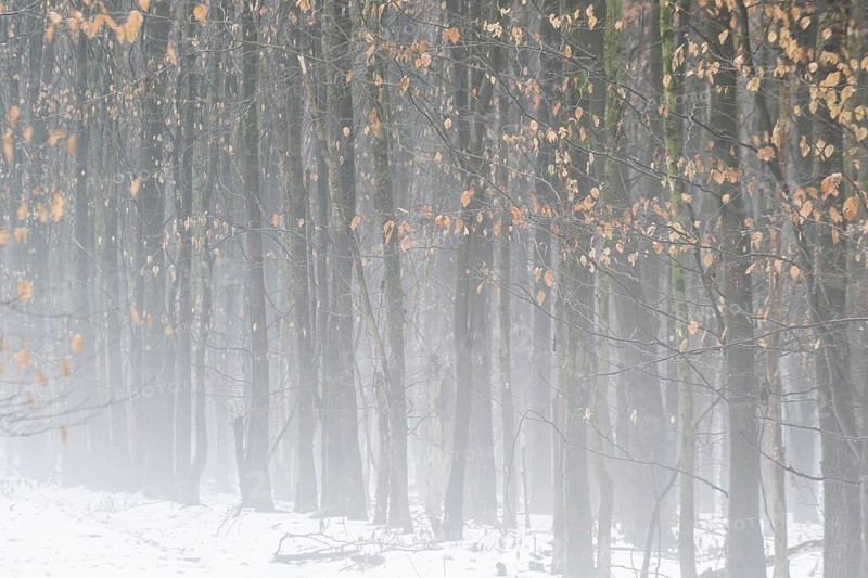 Beech forest (Fagus sylvatica) in the fog, Emsland, Lower Saxony, Germany