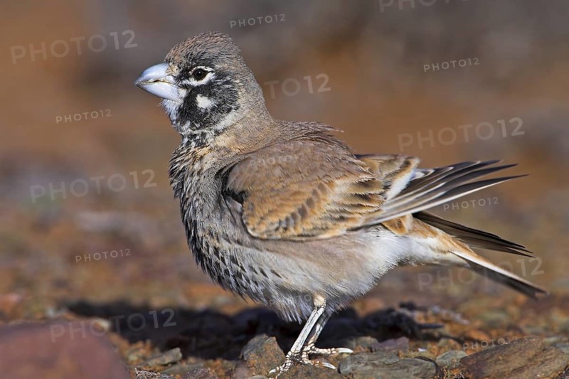 Thick-billed Lark (Ramphocoris clotbey), Morocco