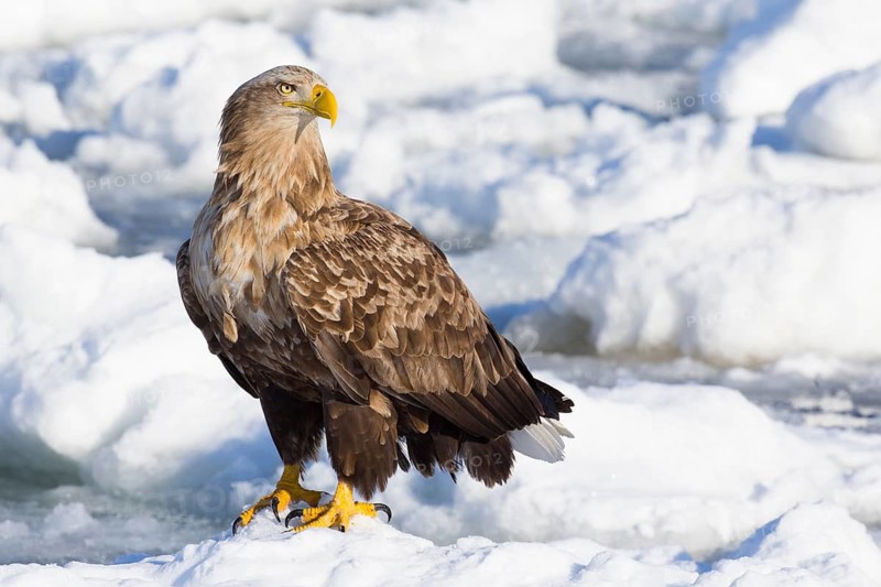 White-tailed Eagle (Haliaeetus albicilla) on snow, Hokkaido, Japan