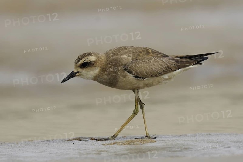 Caspian Plover (Charadrius asiaticus), Goa, India