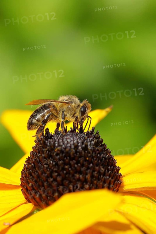 European honey bee (Apis mellifera), collecting nectar from a flower of the yellow coneflower (Echinacea paradoxa), close-up, macro photograph, Wilnsdorf, North Rhine-Westphalia, Germany