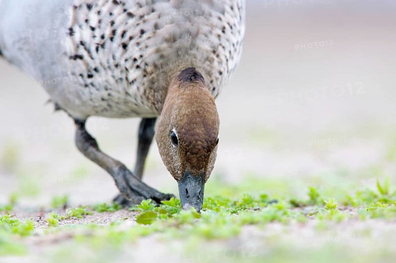 Maned Duck (Chenonetta jubata) male foraging, Victoria, Australia