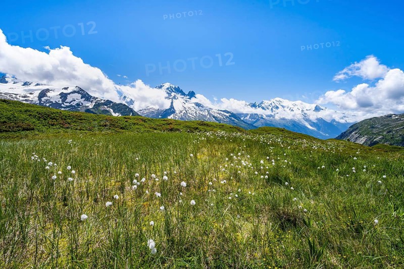 Mountain meadow with cotton grass, mountain panorama with glaciated mountain peaks, Aiguille du Midi and Mont Blanc, hiking to Aiguillette des Posettes, Chamonix, Haute-Savoie, France