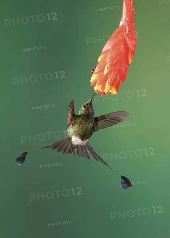 Booted Racket-tail (Ocreatus underwoodii) male, Pichincha, Ecuador