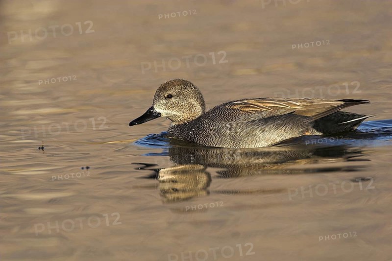 Gadwall (Mareca strepera) male, Madrid, Spain