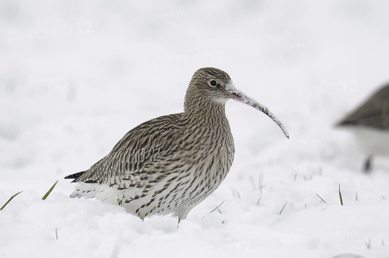 Eurasian Curlew (Numenius arquata), Germany
