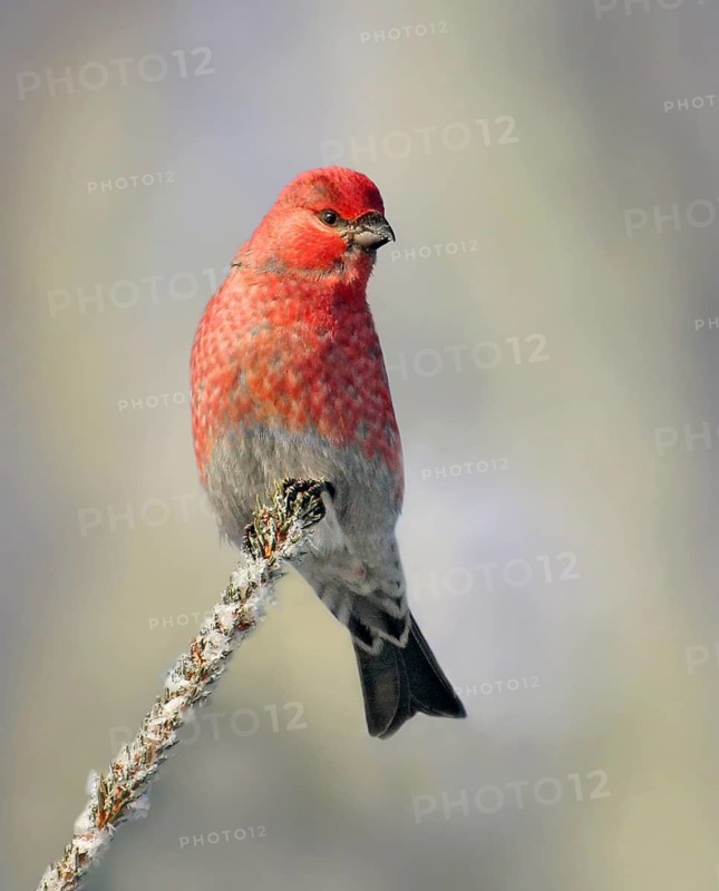 Pine Grosbeak male, Pinicola enucleator, perched in winter in Saskatoon, Saskatchewan, Canada