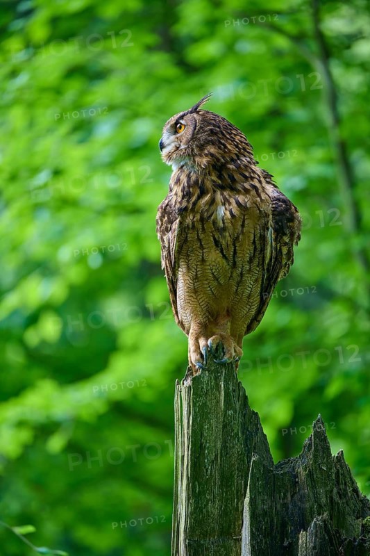 Eurasian eagle-owl (Bubo bubo), sitting alertly on tree trunk in forest, Bohemian Forest, Czech Republic